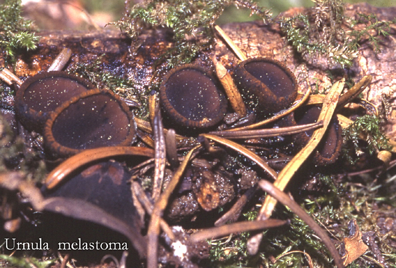 Plectania melastoma-amf2120.jpg - Plectania melastoma ; Syn1: Urnula melastoma ; Syn2: Bulgaria melastoma ; Nom français: Urnule noirâtre
